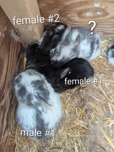 Holland lop babies, View more