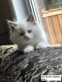 Health Certificated,Lilac Bicolor Ragdoll kitten lookingfor home