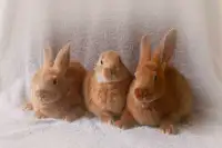 Various Rabbits For Sale