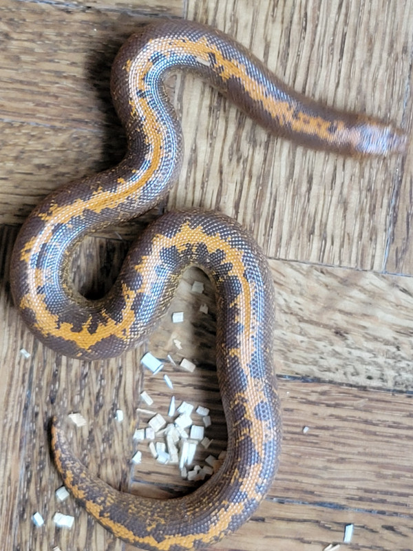 Striped kenyan sand boa in Reptiles & Amphibians for Rehoming in Mississauga / Peel Region