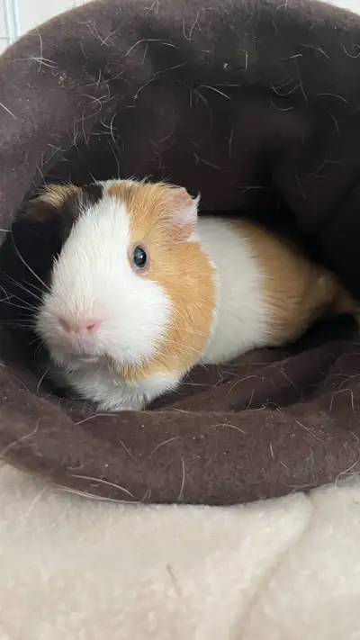 Female Guinea Pigs, View more