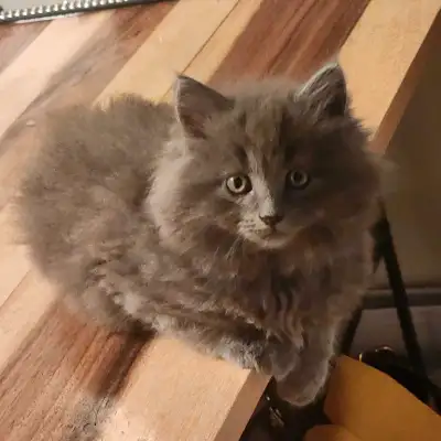 chaton mâle bleu russe hypoallergenique, View more