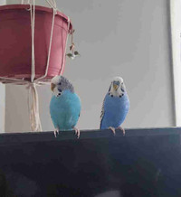 Budgies for Rehomeing