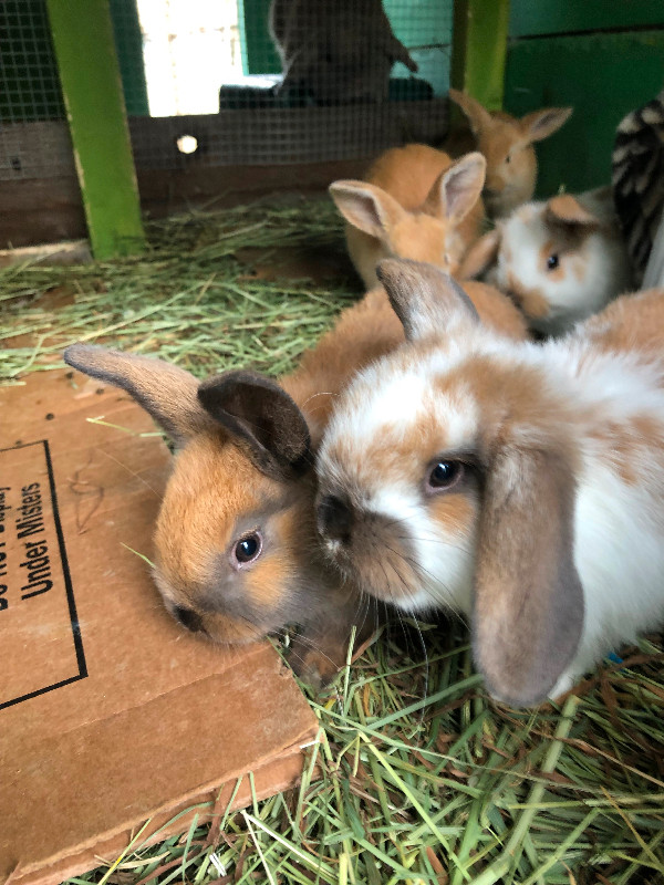 Beautiful baby bunnies for Easter in Small Animals for Rehoming in Burnaby/New Westminster - Image 2
