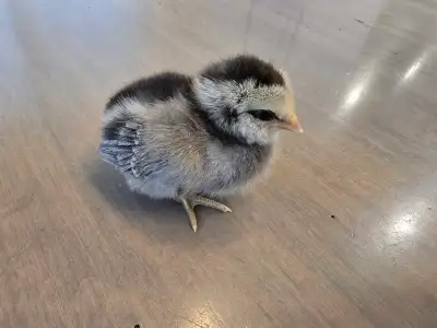Day old chicks, View more