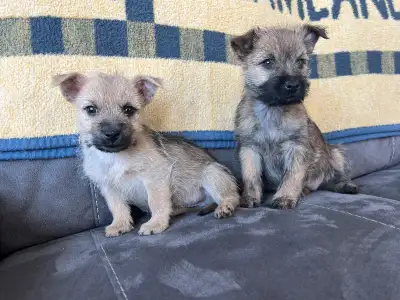 ***CAIRN TERRIER PUPPIES~READY FOR NEW HOMES***, View more