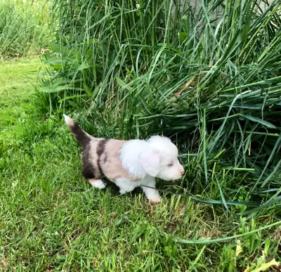 Miniature Australian Shepherd Pups, View more