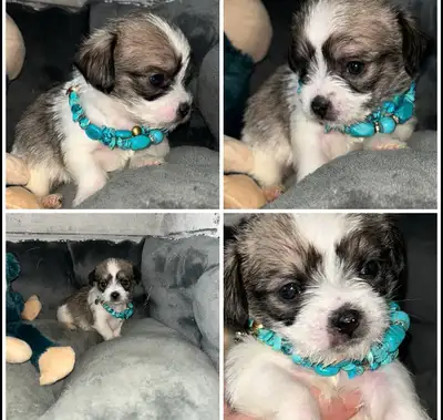 beautiful Merle Chihuahua/Shih Tzu pups, View more