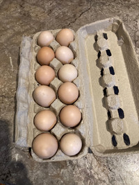 Organic free range farm fresh eggs for sale!