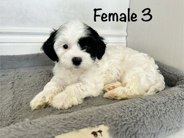 Purebred Havanese Puppies Available in Dogs & Puppies for Rehoming in Oakville / Halton Region - Image 4