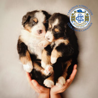 Registered Purebred Bernese Mountain Dog Puppies