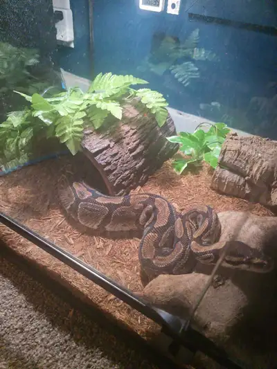 snakes looking for a home, View more