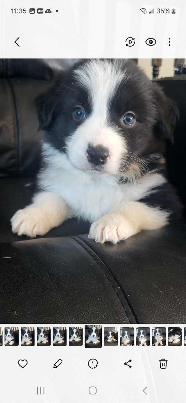 Border Collies and Borden puppies up for adoption adoption in Dogs & Puppies for Rehoming in City of Halifax - Image 4