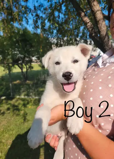 READY TO GO! Husky+Great Pyrenees puppies, View more
