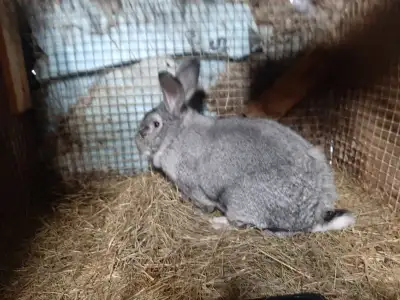 J'ai 2 lapins nés le 7 avril . Ils ne sont pas sexés ni sevrés Ils seront pret vers le 7 juin 2025 ....
