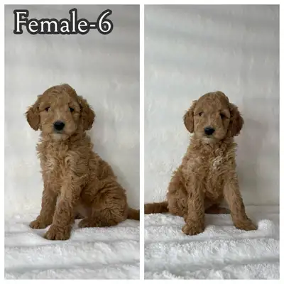 *2 Females are available! We have 9 adorable F1B Mini Goldendoodle puppies looking for their forever...