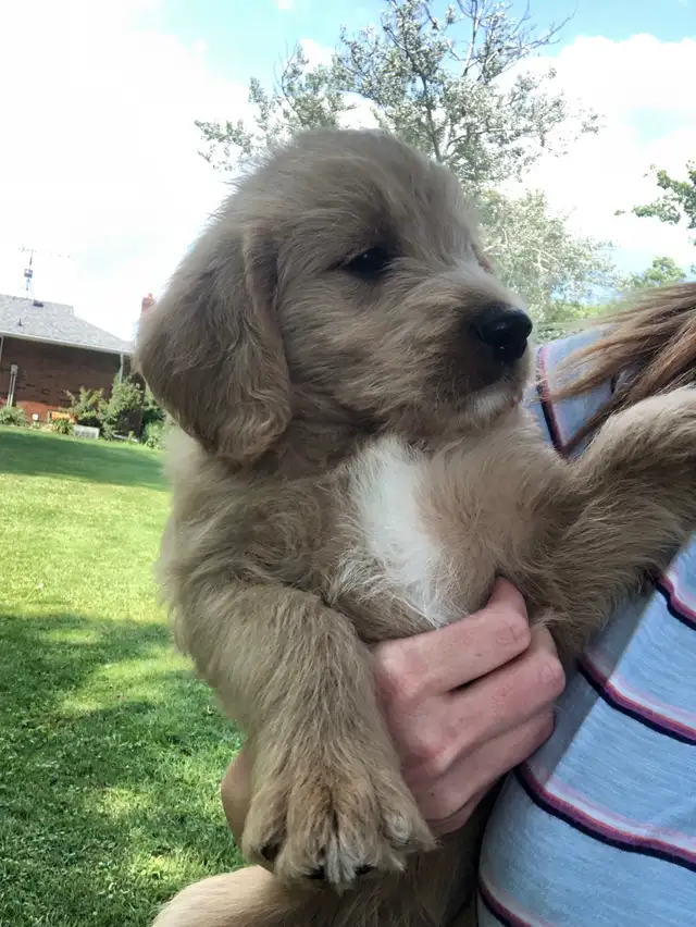 Labradoodle Puppies in Dogs & Puppies for Rehoming in Leamington - Image 4