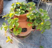 Terracotta Herb or Strawberry Planter