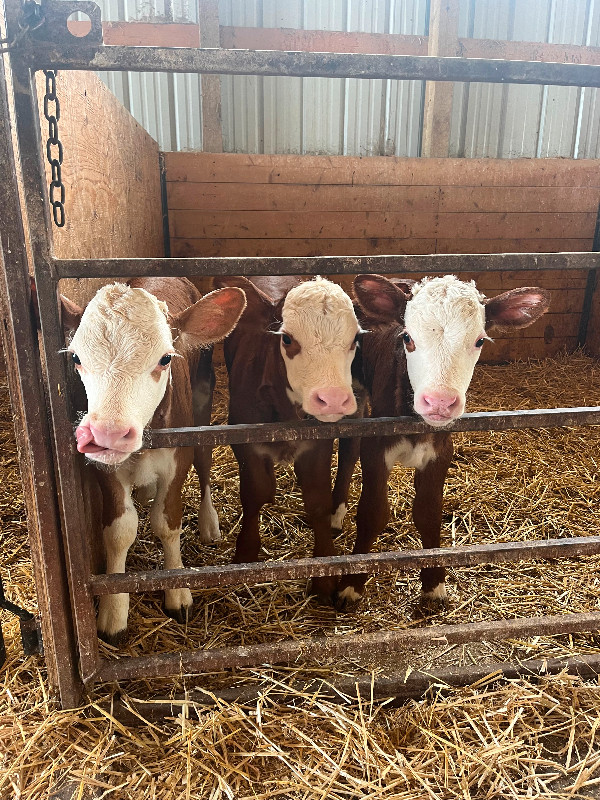 Beef calves for sale Livestock Lethbridge Kijiji