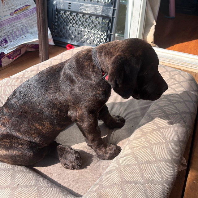 MASTIFF PUPPY in Dogs & Puppies for Rehoming in Chatham-Kent