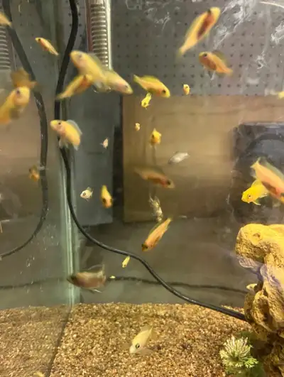 1/2” Assorted African Cichlid Juveniles, View more