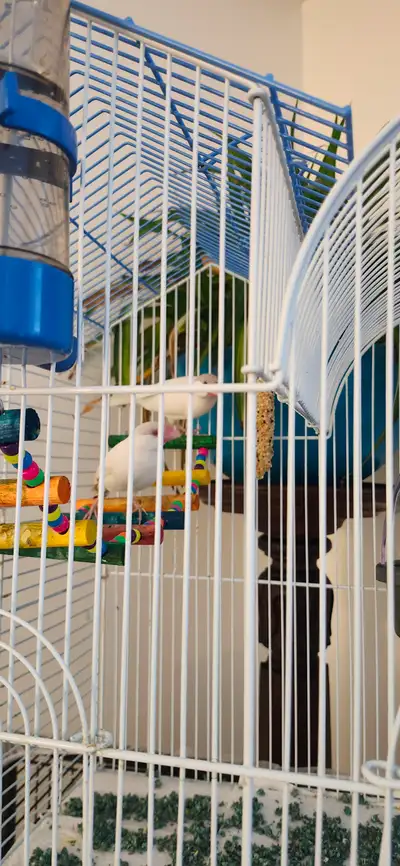 Brother and sister pair 6 months old. Too many birds for the cage we have otherwise we would keep th...