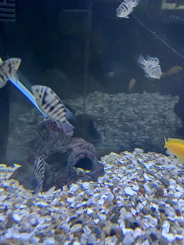 convict cichlids  in Fish for Rehoming in Oshawa / Durham Region - Image 3