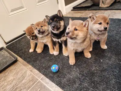 Shiba Inu puppies, View more