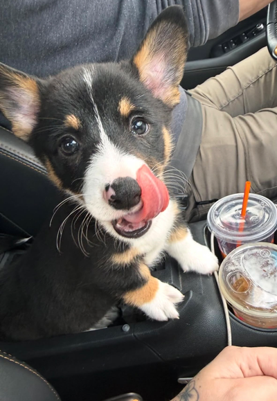 Pembroke Welsh Corgi mix pom, View more