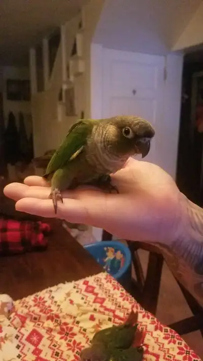 Bebe conures de mutations yellowside, et 1 standard vert, View more