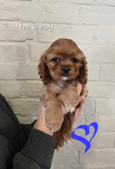 American Cocker spaniels, View more