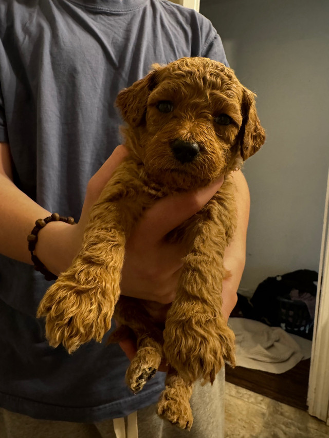 Mini golden doodles  in Dogs & Puppies for Rehoming in Barrie - Image 4