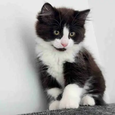 Beau chaton / 4 Mois, View more