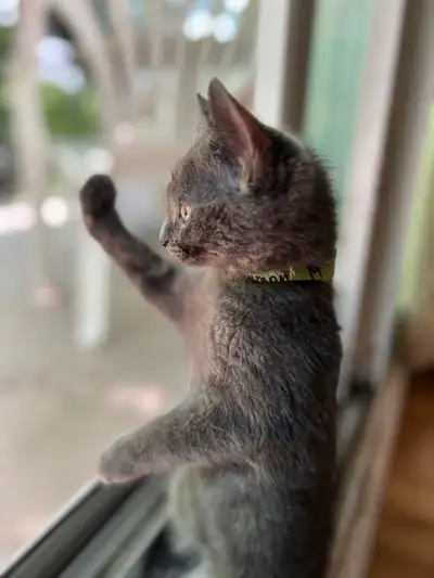 Pet sitting - 	garde d’animaux, View more