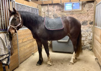 Clyde/TB Gelding coming 2 year old
