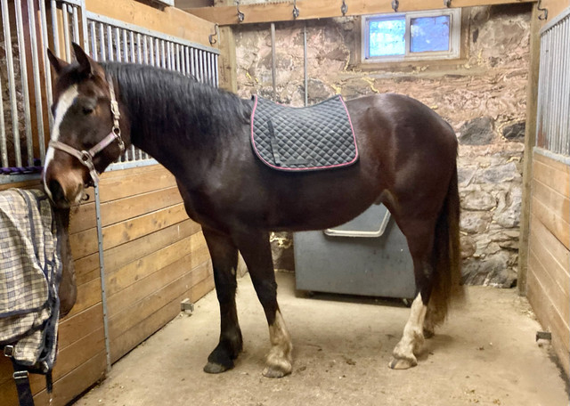 Clyde/TB Gelding coming 2 year old in Horses & Ponies for Rehoming in Oshawa / Durham Region
