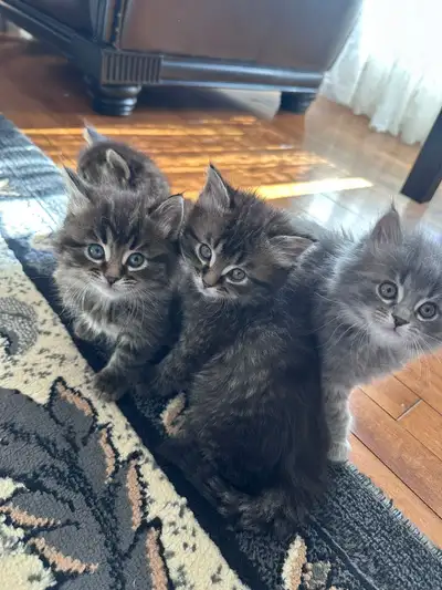 Baby cats for sale , View more