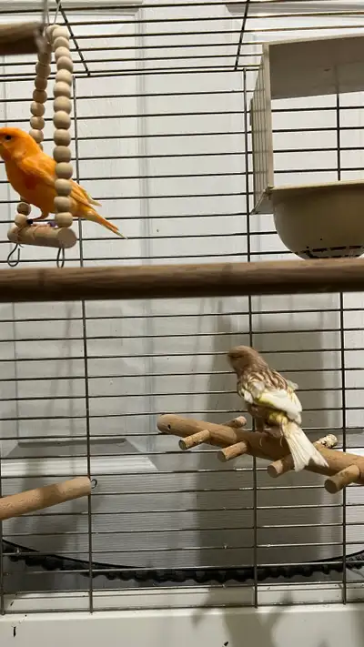 Canaris mâles prêts pour reproduction – 100$ chacun, View more