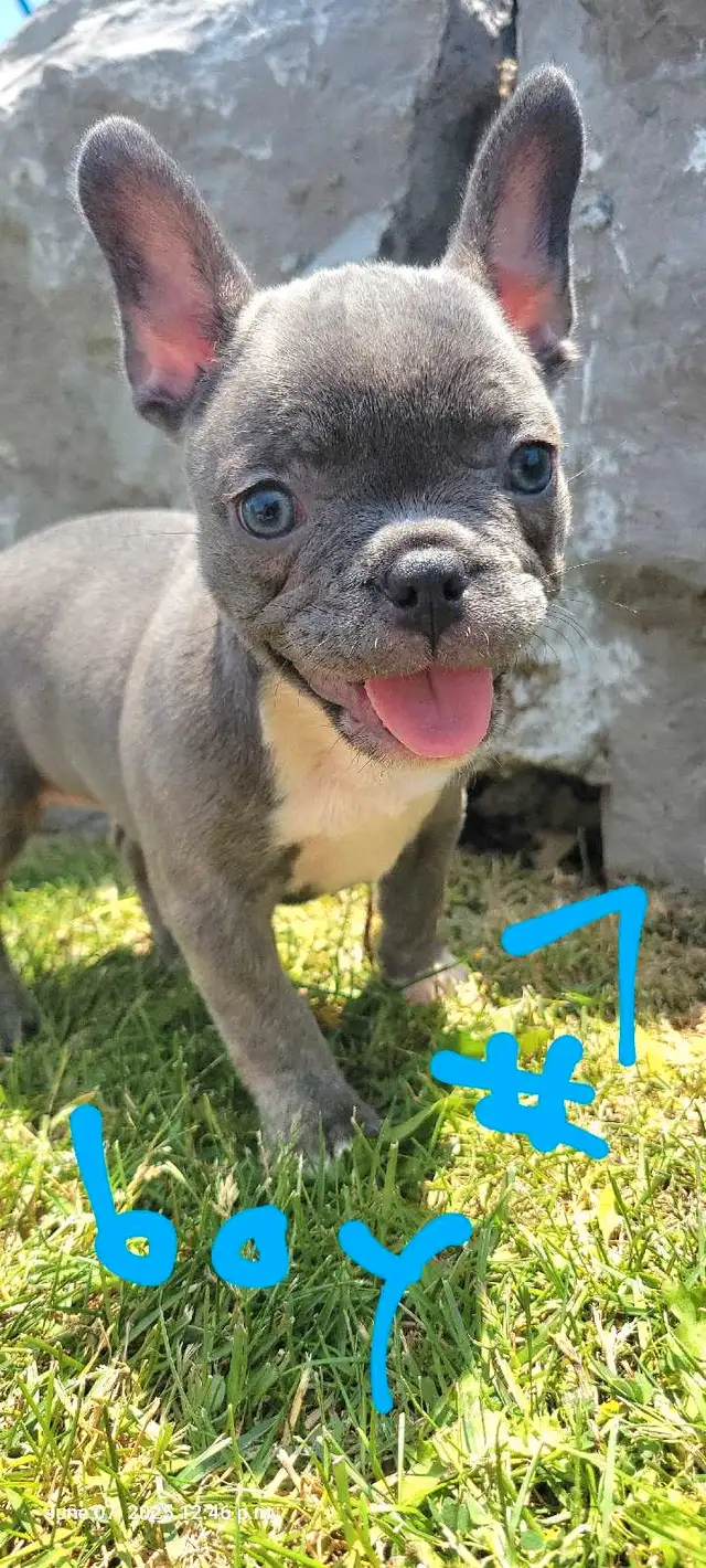 Quality French Bulldog Puppies in Dogs & Puppies for Rehoming in St. Catharines - Image 8