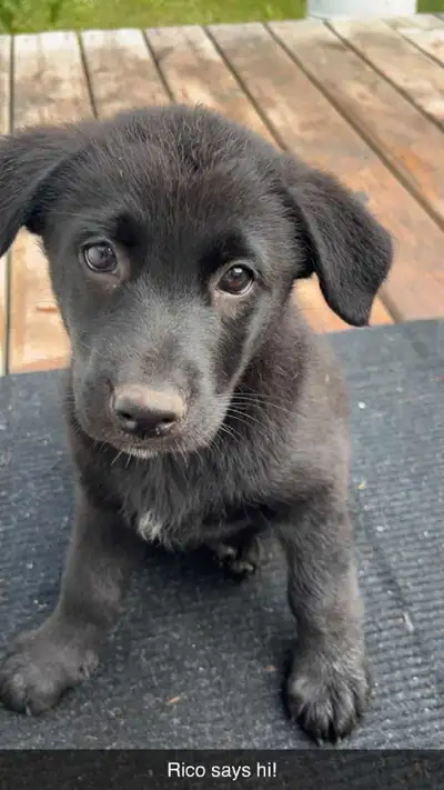 Male black Sheprador, View more