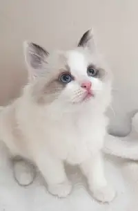 Purebred Ragdoll Kitten Purrfection 
