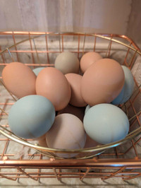Fertilized hatching eggs /chicke