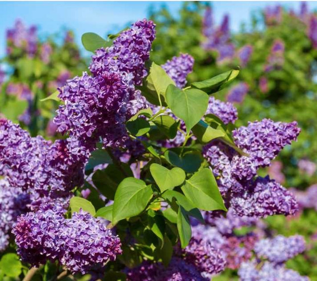 Purple Lilac  in Plants, Fertilizer & Soil in Owen Sound - Image 2