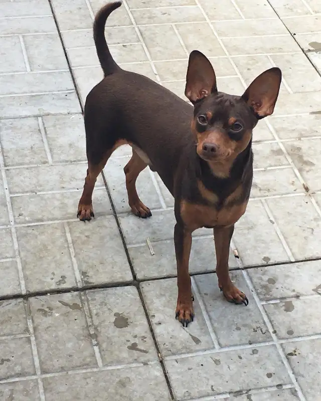 Miniature Pinscher puppies in Dogs & Puppies for Rehoming in Mississauga / Peel Region - Image 8