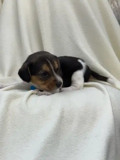 Beautiful Beagle puppies, View more