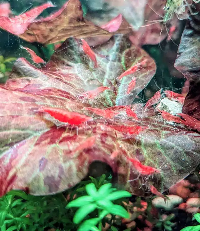 Red Cherry Shrimp (neocaridina) in Fish for Rehoming in Markham / York Region - Image 6