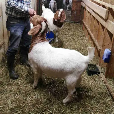 Boer Goat Billy, Purebred. Papered, View more