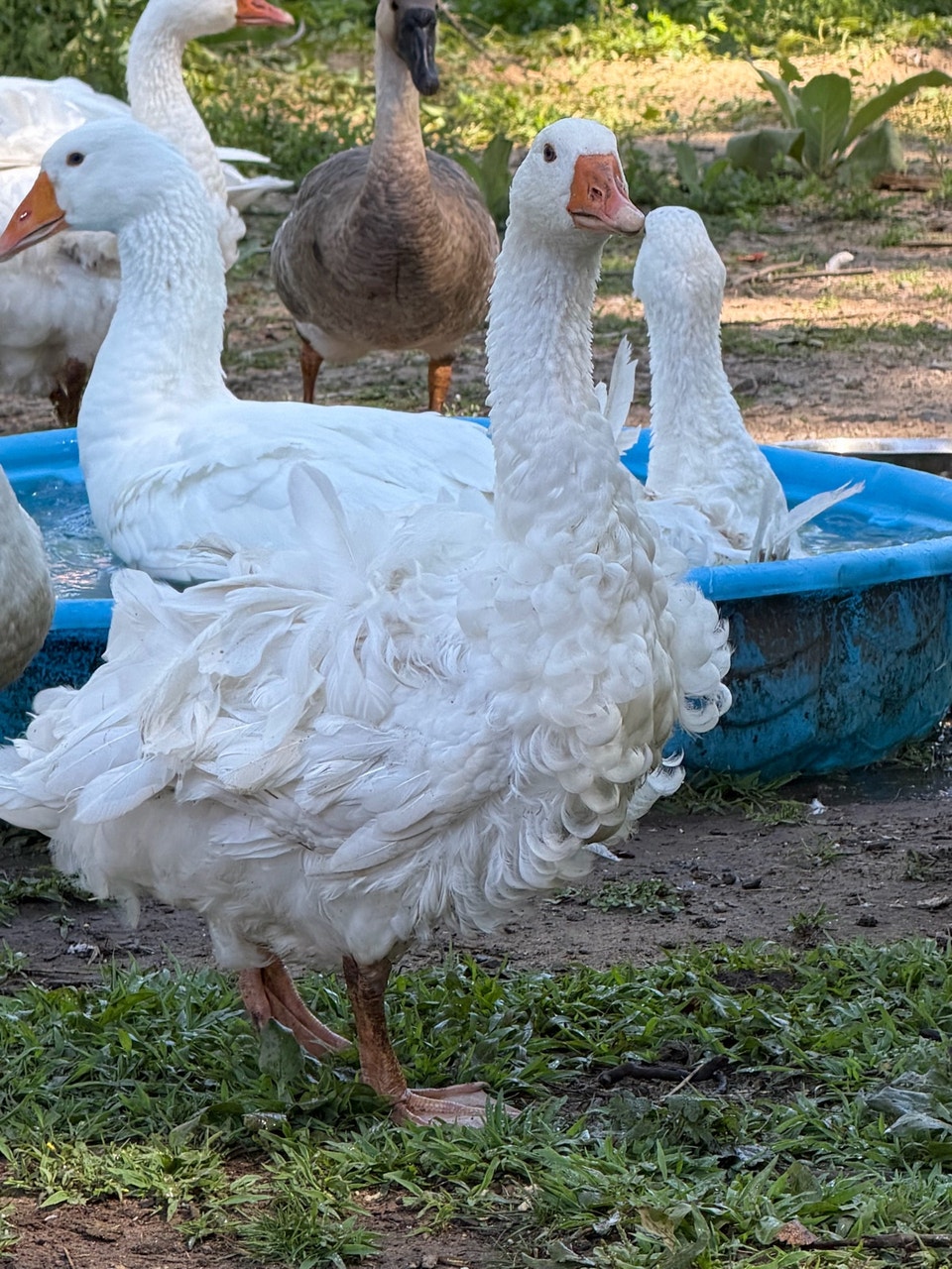 geese for sale | Livestock | Barrie | Free local classifieds - Kijiji