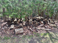 Free logs/stumps