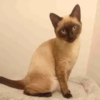 siames kitten purebred 1000$, View more